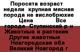 Поросята возраст 4 недели, крупная мясная порода(не вислобрюхие ) › Цена ­ 4 000 - Все города, Ступинский р-н Животные и растения » Другие животные   . Новгородская обл.,Великий Новгород г.